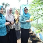 Dukung Ketahanan Pangan, TP PKK Bangkalan dan Dispertan Gelar Aksi Petik Melon di Kebun Dinas